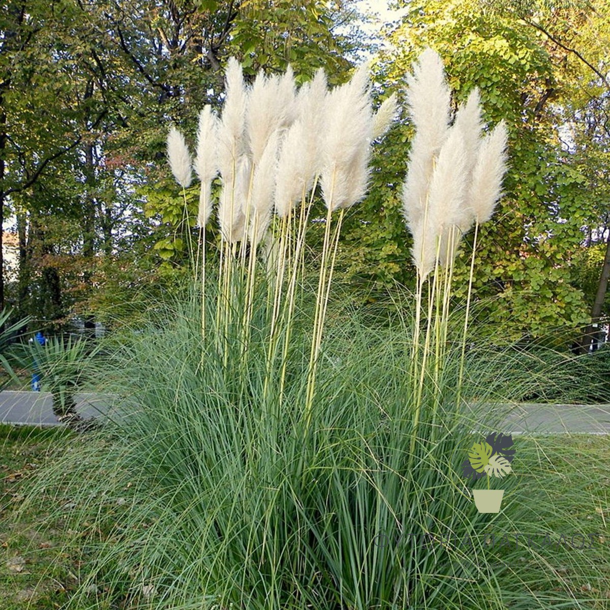 🌾 ΓΥΝΕΡΙΟ – Gynerium argenteum - 2